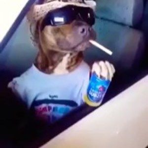 Meet your Posher, Dilan